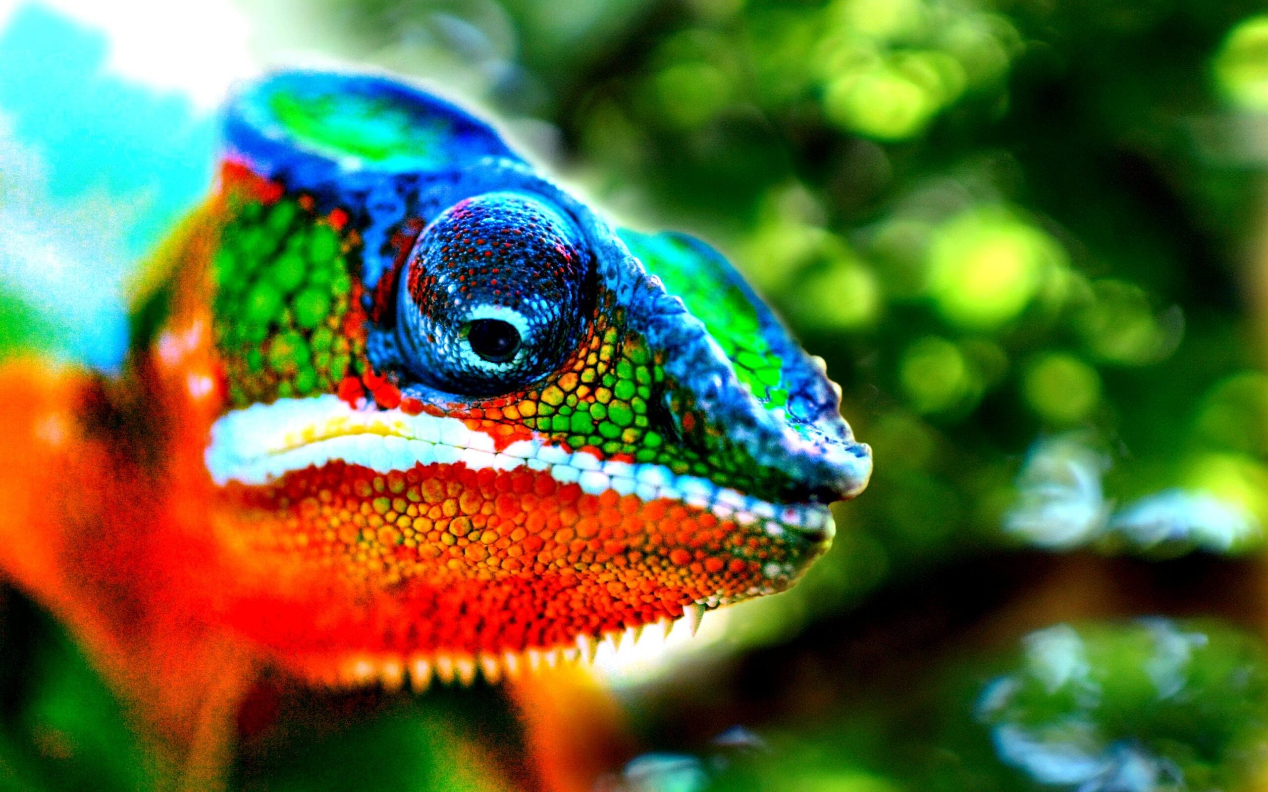 Colourful Animals 4k Wallpapers Wallpaper Cave Colourful Animals 4k Wallpapers Wallpaper Cave
