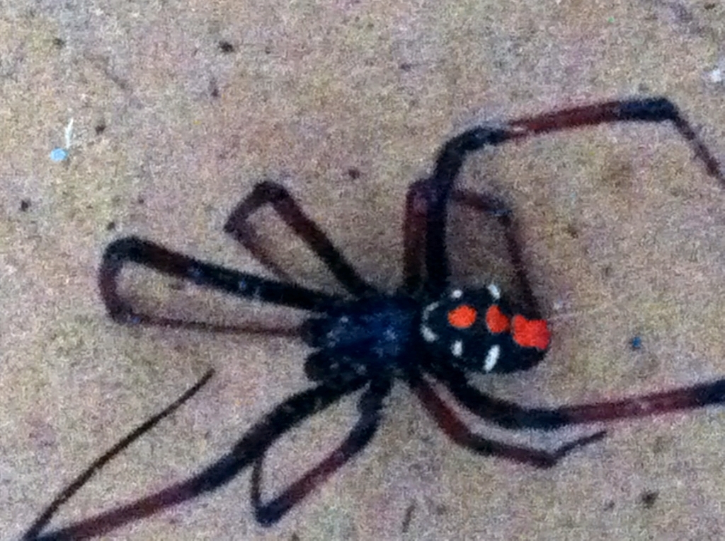 spiders with yellow spots spiders with yellow spots