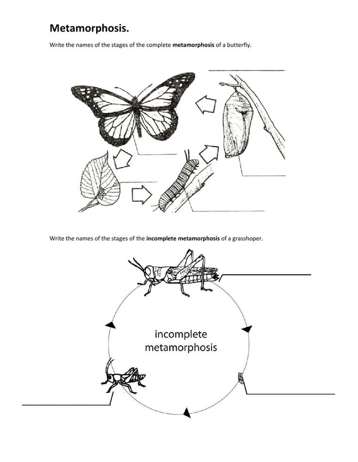 Complete And Incomplete Metamorphosis Worksheet Complete And Complete And Incomplete Metamorphosis Worksheet Complete And