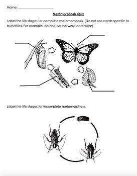 Complete Incomplete Metamorphosis Editable By Third Grade With Ms K Complete Incomplete Metamorphosis Editable By Third Grade With Ms K