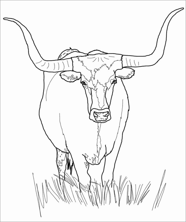 realistic cow coloring sheets realistic cow coloring sheets