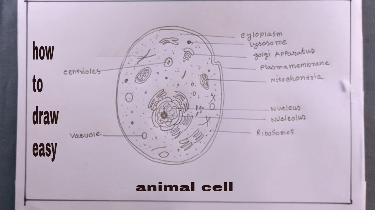 Create A Fascinating Animal Cell Model Drawing In Just 5 Steps Create A Fascinating Animal Cell Model Drawing In Just 5 Steps