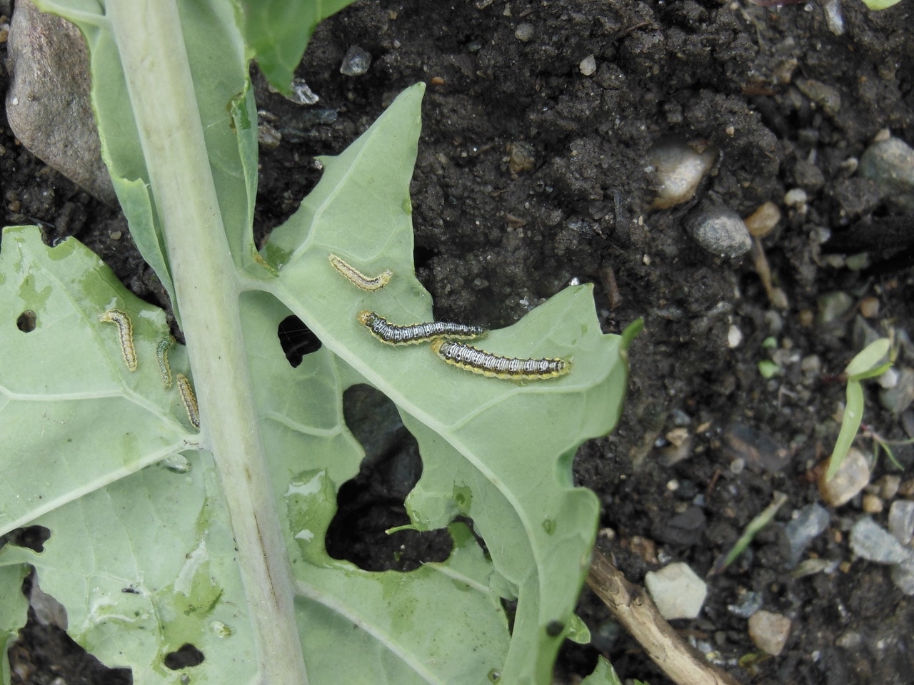 Cross striped Cabbage Worm The Berkshire Edge Cross striped Cabbage Worm The Berkshire Edge