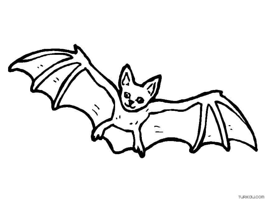 Cute Animal Bat Coloring Page Turkau Cute Animal Bat Coloring Page Turkau