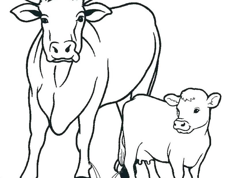 Cute Cow Coloring Pages PDF Coloringfolder