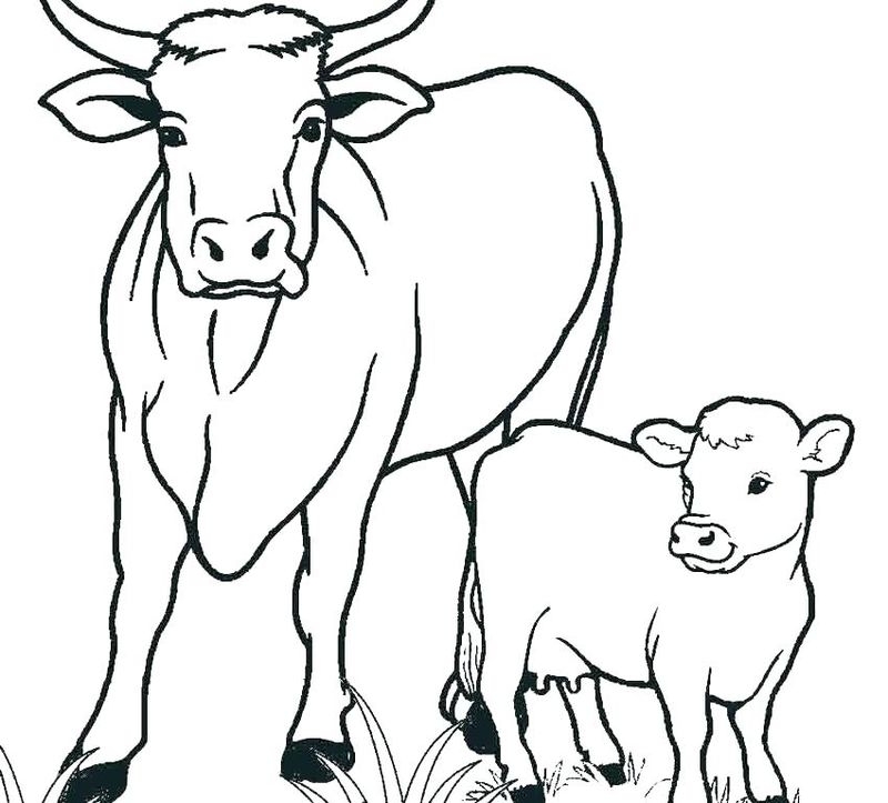 Cute Cow Coloring Pages PDF Coloringfolder Cute Cow Coloring Pages PDF Coloringfolder
