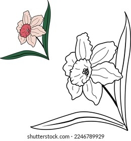 Daffodil Sketch Kids Coloring Book Botanical Stock Vector Royalty Free 