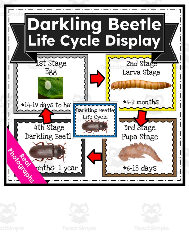 Life Cycle Anchor Chart Life Cycle Anchor Chart