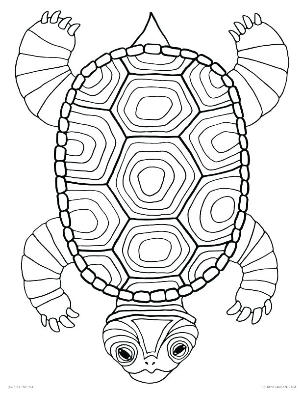 Detailed Turtle Coloring Pages At GetDrawings Free Download Detailed Turtle Coloring Pages At GetDrawings Free Download