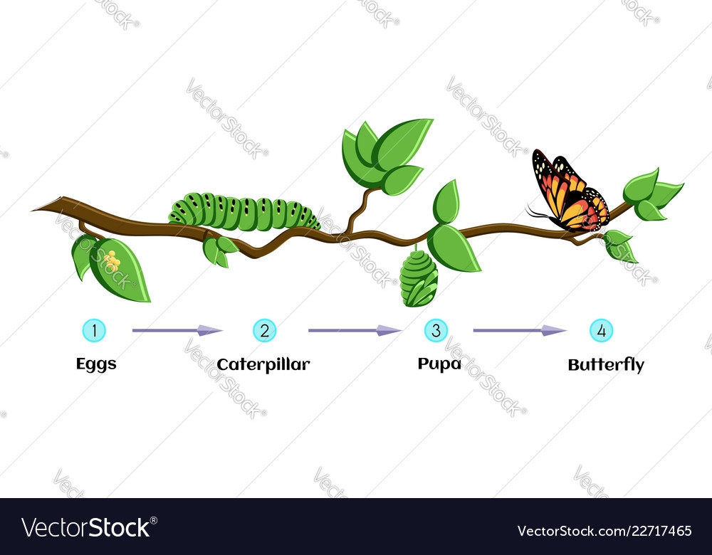 caterpillar egg life cycle caterpillar egg life cycle