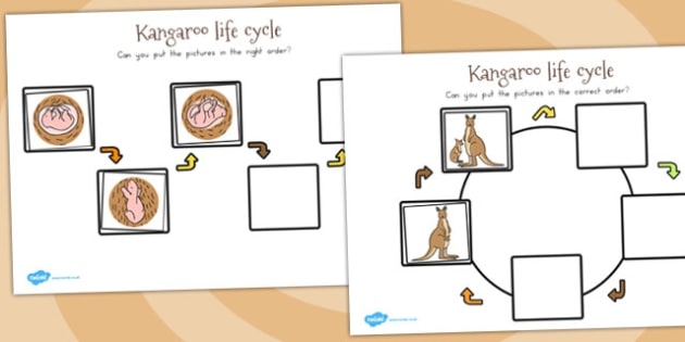 DIAGRAM Life Cycle Diagrams Of A Kangaroo MYDIAGRAM ONLINE DIAGRAM Life Cycle Diagrams Of A Kangaroo MYDIAGRAM ONLINE