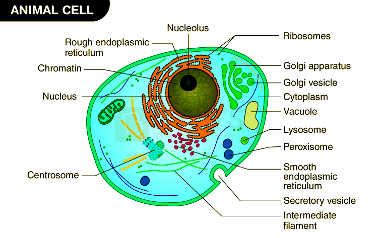 colored animal cell colored animal cell