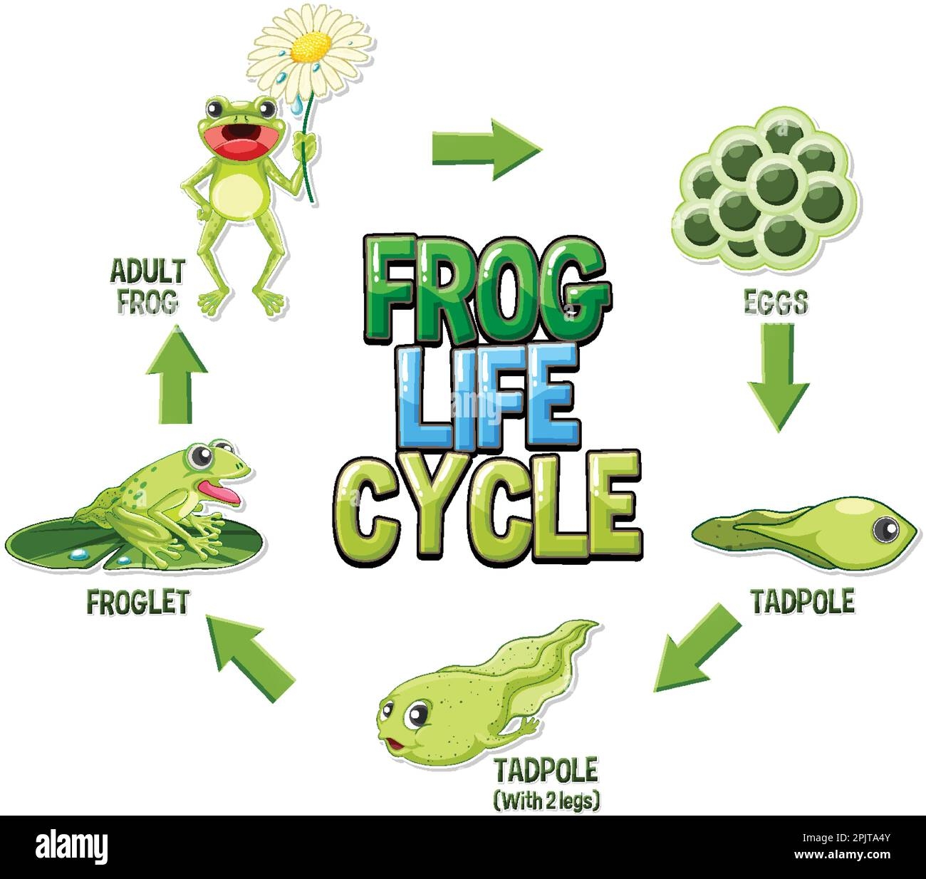 life cycle of frog diagram life cycle of frog diagram