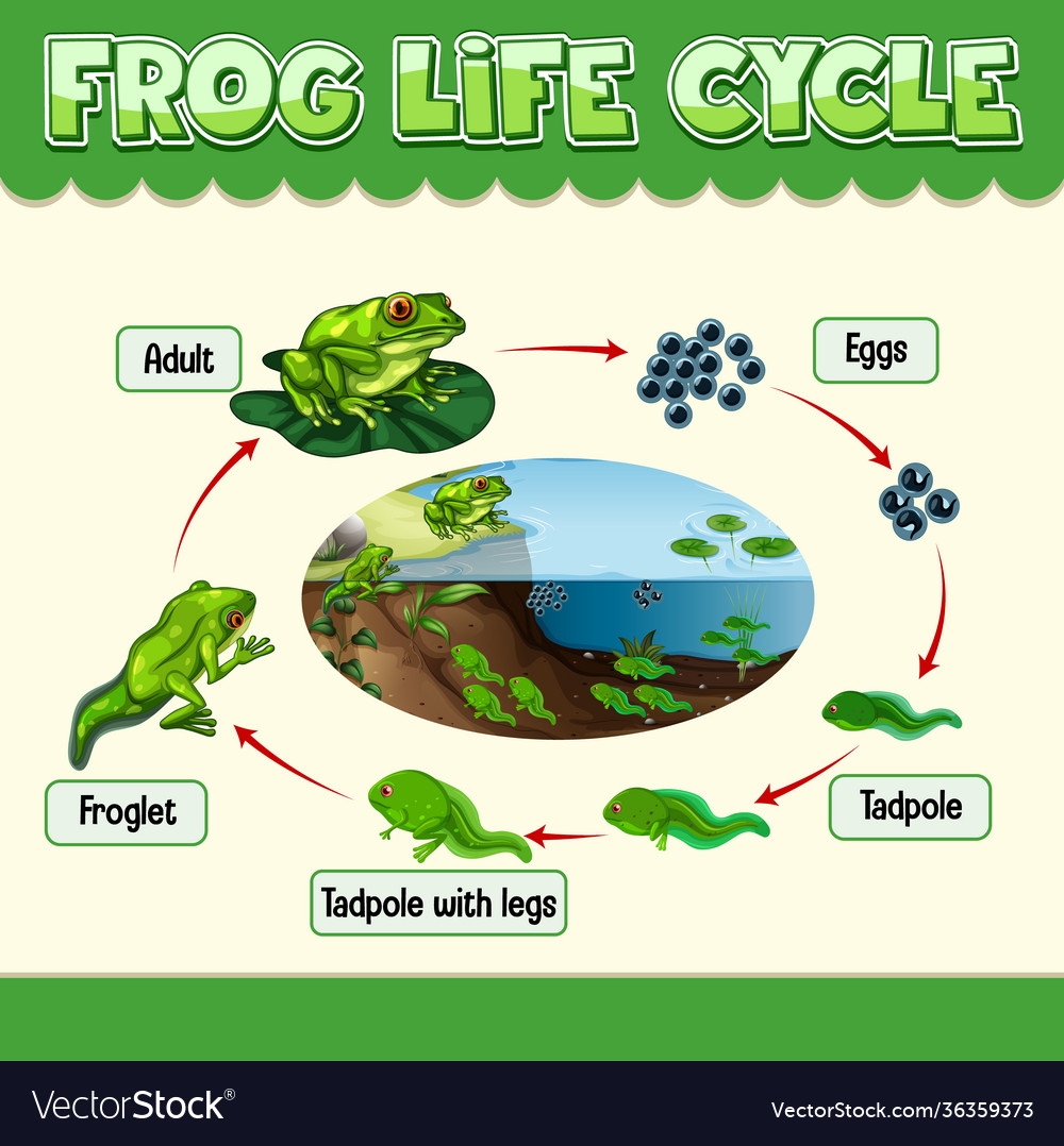 Diagram Showing Life Cycle Frog Royalty Free Vector Image Diagram Showing Life Cycle Frog Royalty Free Vector Image