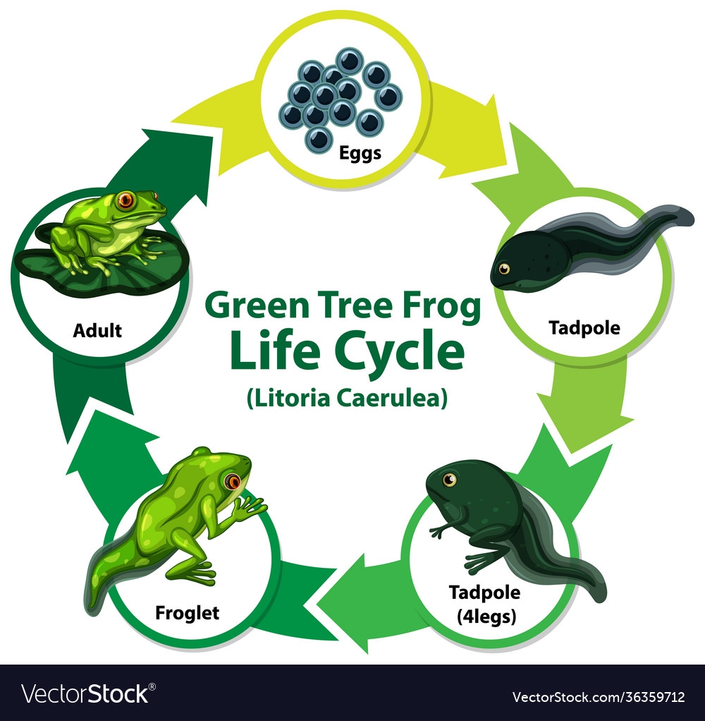 Diagram Showing Life Cycle Frog Royalty Free Vector Image Diagram Showing Life Cycle Frog Royalty Free Vector Image