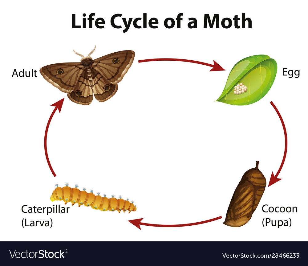 Moth Life Cycle Diagram Moth Life Cycle Diagram