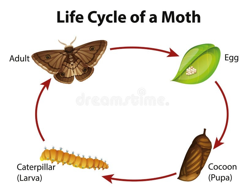 Diagram Showing Life Cycle Of Moth Stock Vector Illustration Of Diagram Showing Life Cycle Of Moth Stock Vector Illustration Of