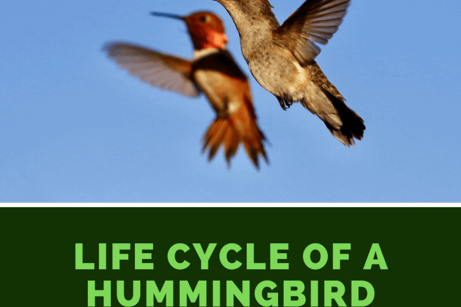 Discover The Fascinating Hummingbird Life Cycle