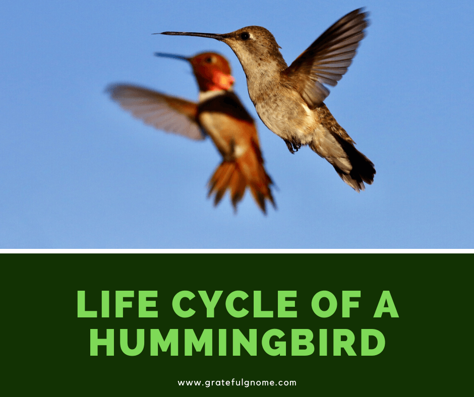 Discover The Fascinating Hummingbird Life Cycle Discover The Fascinating Hummingbird Life Cycle