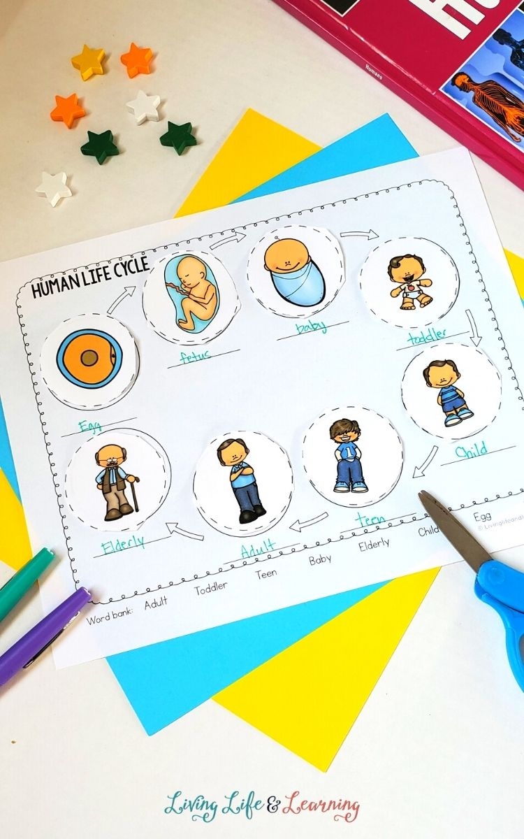 Discover The Stages Of Life With A Human Life Cycle Worksheet Discover The Stages Of Life With A Human Life Cycle Worksheet