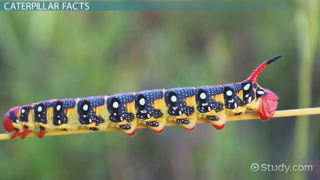 Do Birds Eat Peacock Butterfly Caterpillars Discountable Price Do Birds Eat Peacock Butterfly Caterpillars Discountable Price