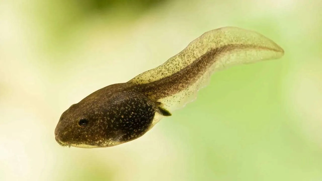 Do Tilapia Eat Tadpoles At Tu Griffith Blog Do Tilapia Eat Tadpoles At Tu Griffith Blog