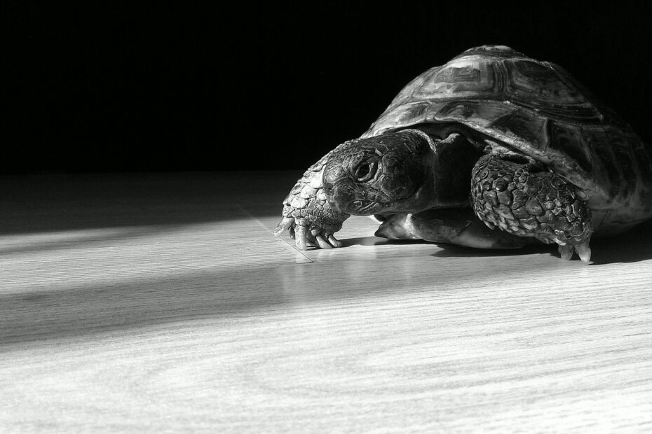 Do Turtles Hate Black Color