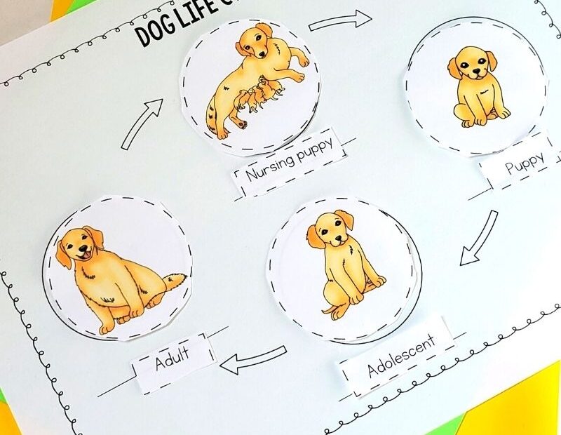 Dog Life Cycle clipart digital download Set animals 48 OFF