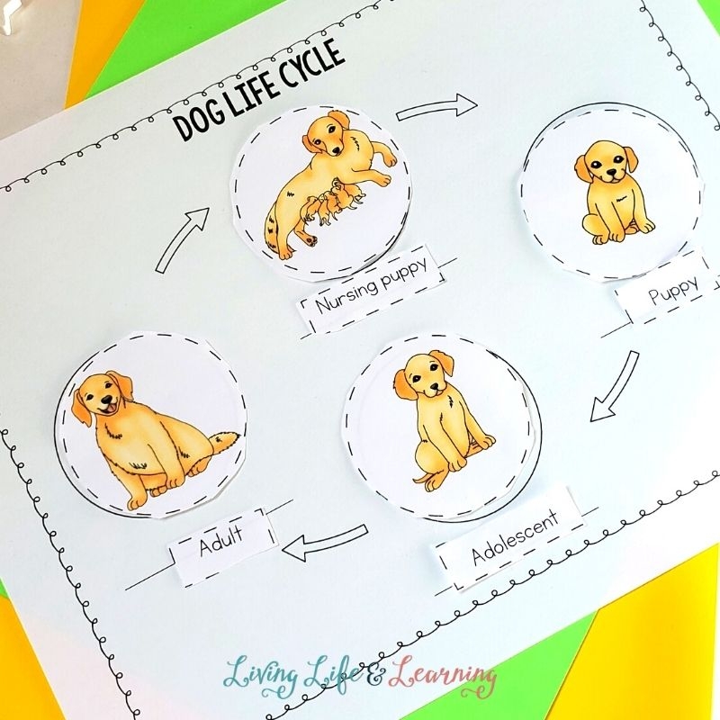 Dog Life Cycle clipart digital download Set animals 48 OFF Dog Life Cycle clipart digital download Set animals 48 OFF