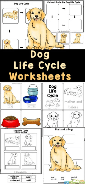 Dog Life Cycle Free Homeschool Deals Dog Life Cycle Free Homeschool Deals