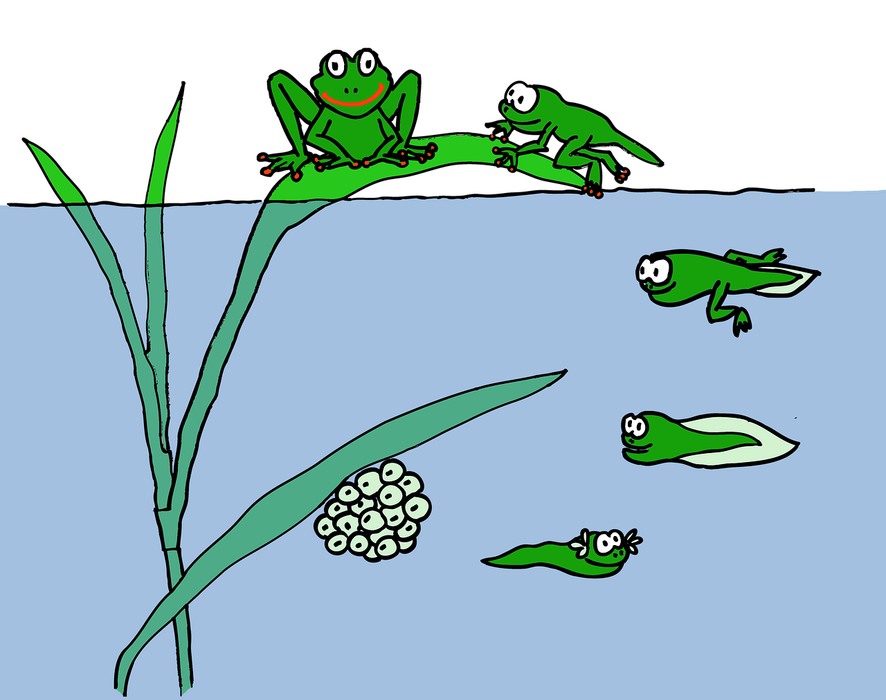 tadpole life cycle for kids tadpole life cycle for kids