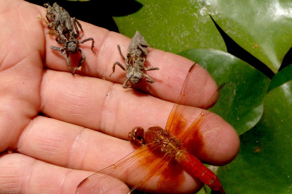 Dragonfly Life Cycle