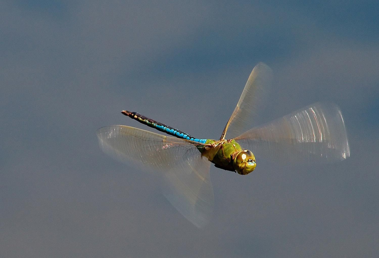 Dragonfly Life Cycle Introduction Dragonfly Life Cycle Introduction