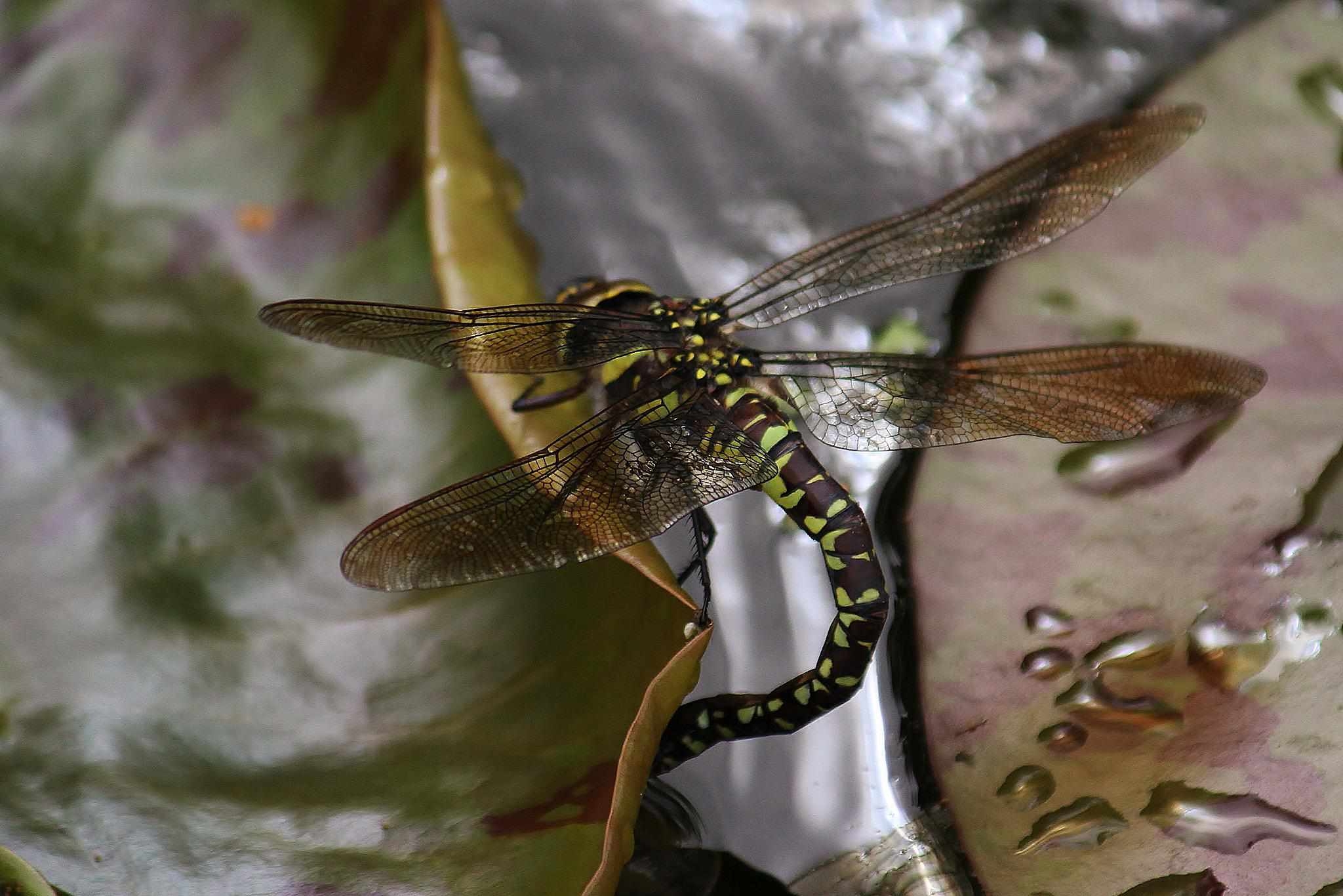 Dragonfly Life Cycle Dragonfly Life Cycle