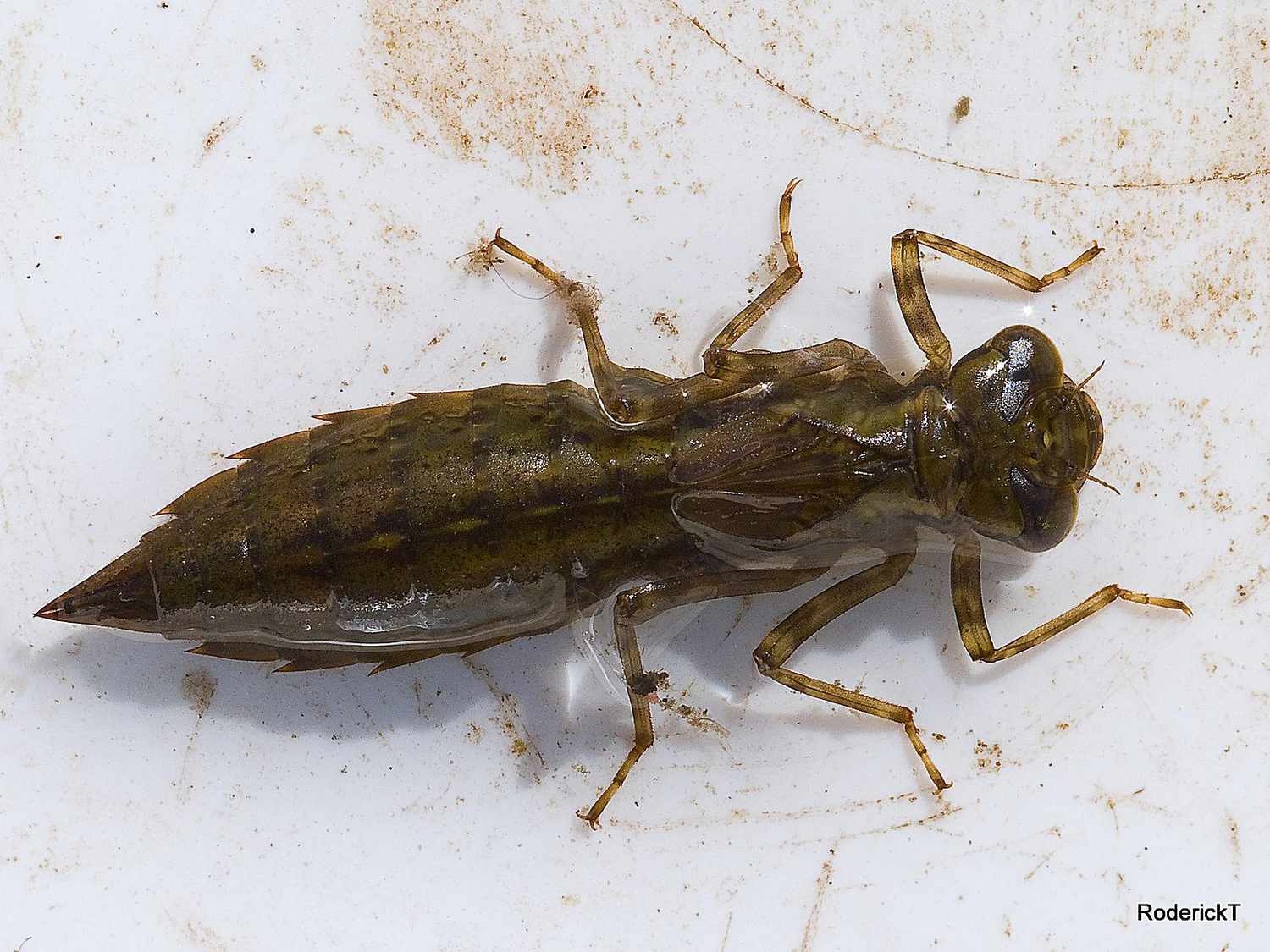 Dragonfly Life Cycle Introduction Dragonfly Life Cycle Introduction