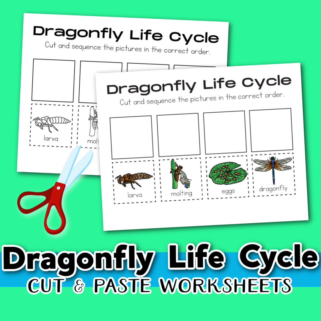 Dragonfly Life Cycle Worksheet Dragonfly Life Cycle Worksheet