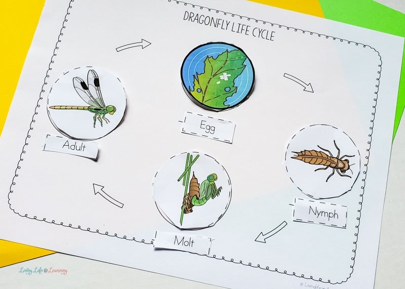 Dragonfly Life Cycle Worksheet Dragonfly Life Cycle Worksheet