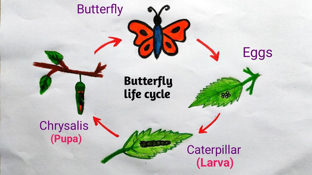 Draw Life Cycle Of Butterfly Draw Life Cycle Of Butterfly