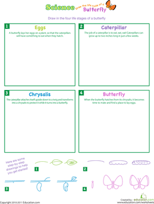Draw The Life Cycle Of A Butterfly Worksheet Education