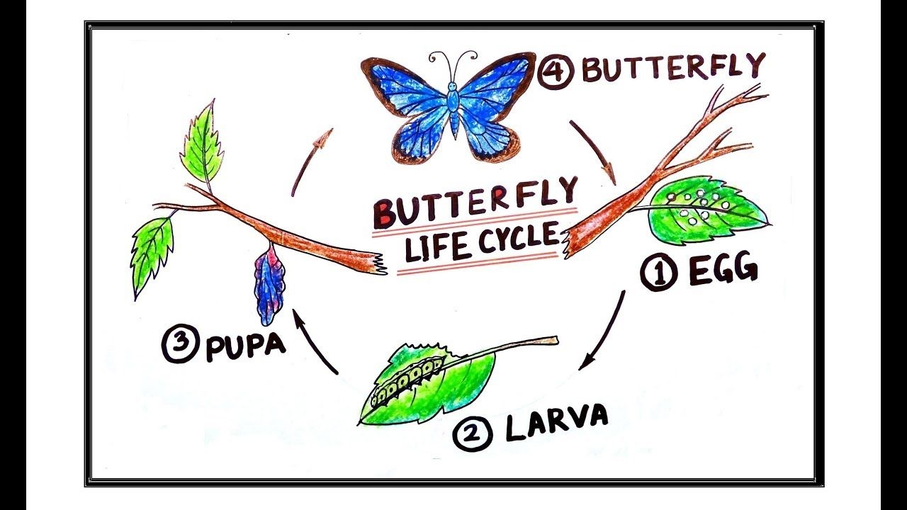 Drawing Life Cycle Of Butterfly Dallas Gilfoy Drawing Life Cycle Of Butterfly Dallas Gilfoy