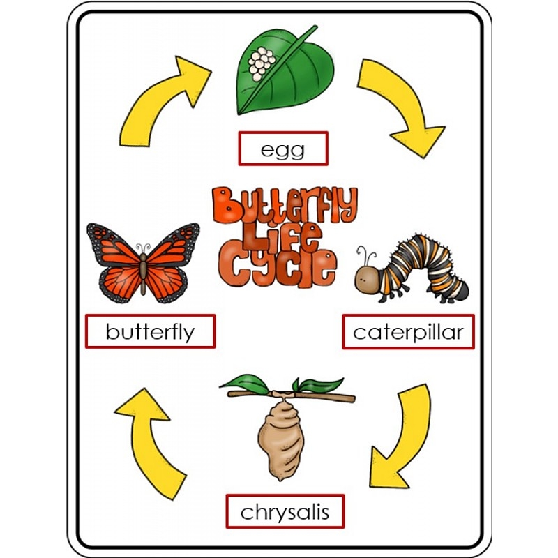 Drawing Life Cycle Of Butterfly Dallas Gilfoy
