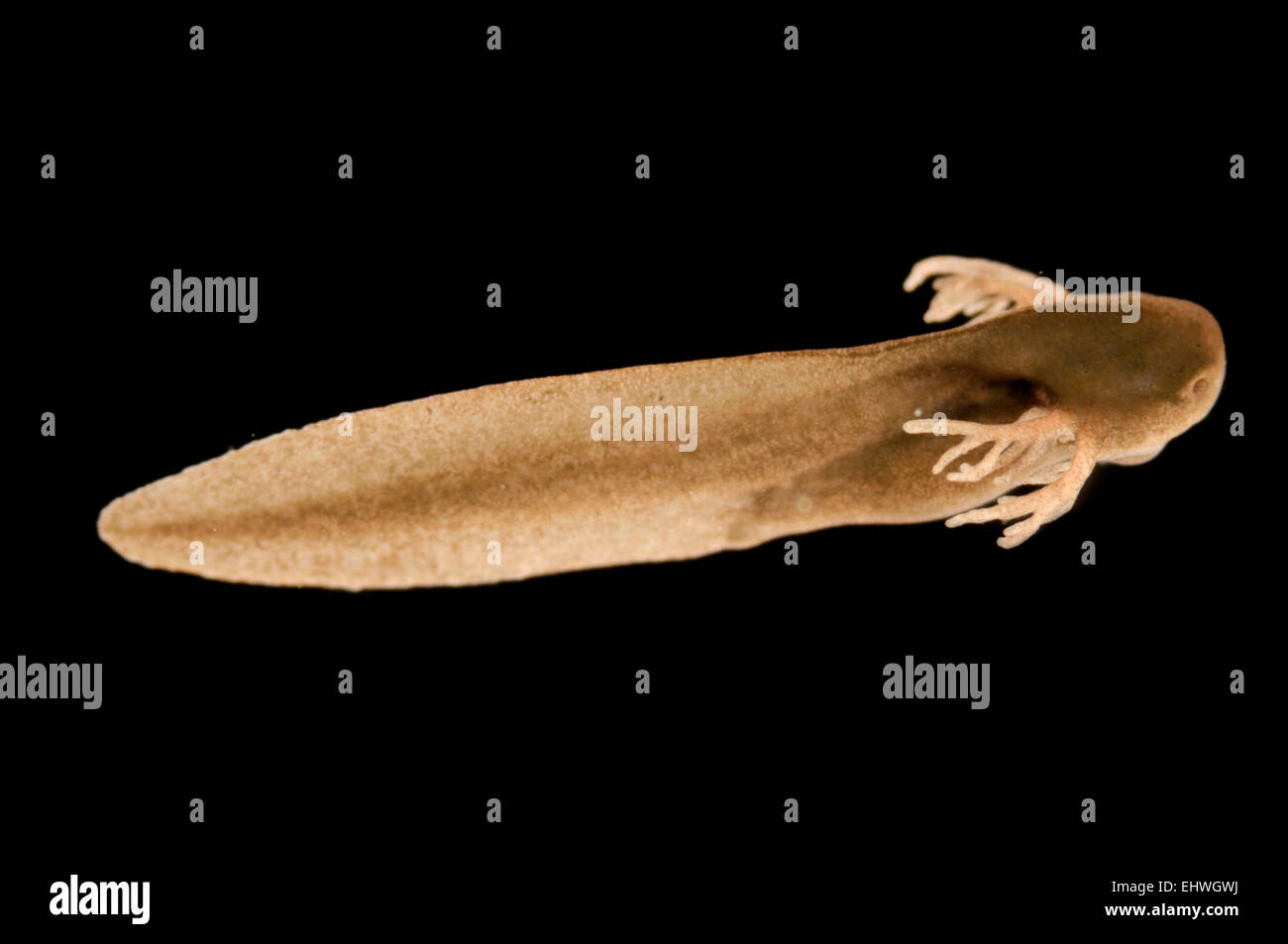 Early Stage Of Frog Tadpole With External Gills Grass Frog Rana Early Stage Of Frog Tadpole With External Gills Grass Frog Rana