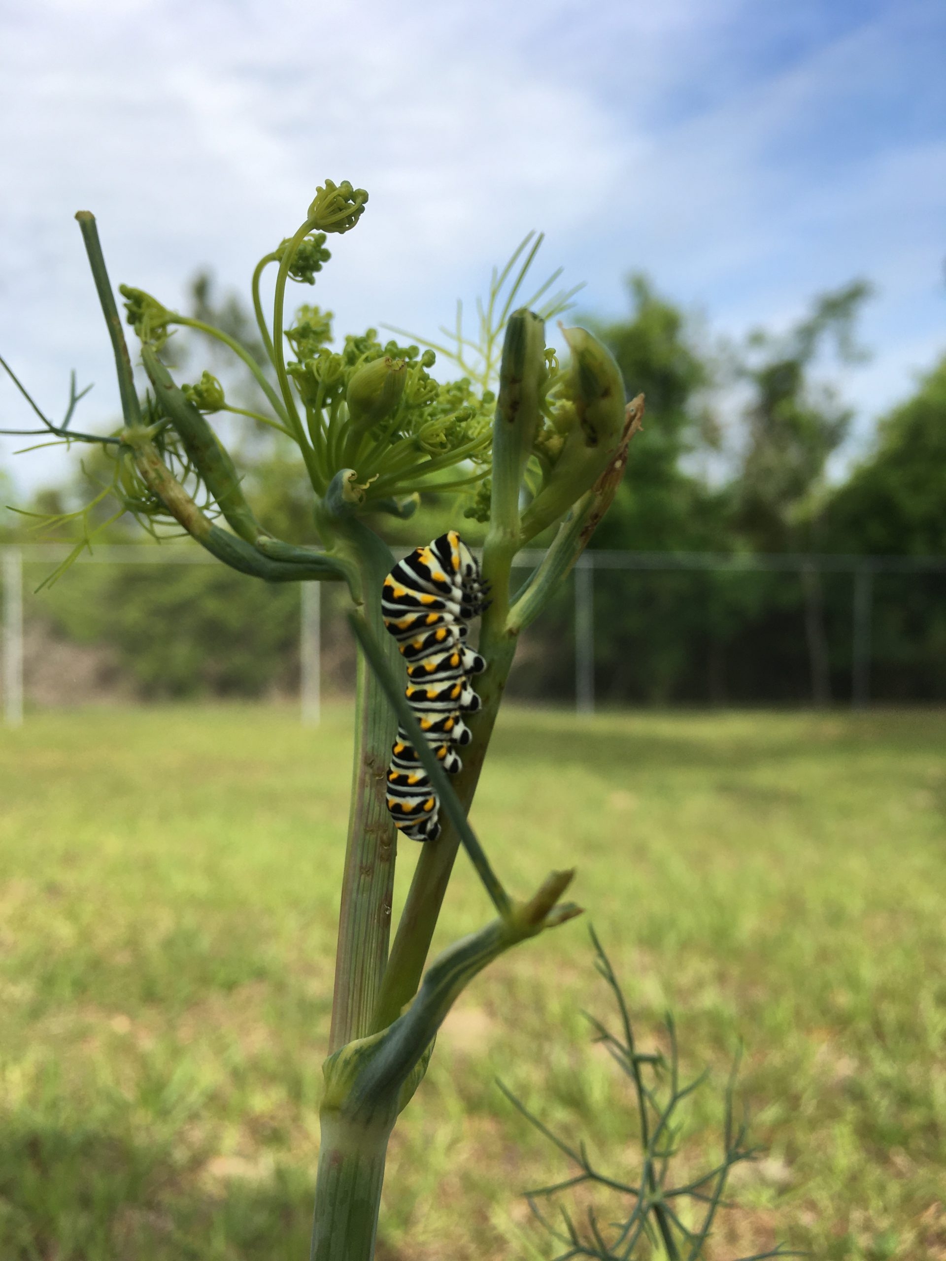 Eastern Black Swallowtail Caterpillar On Fennel Gardening In The 