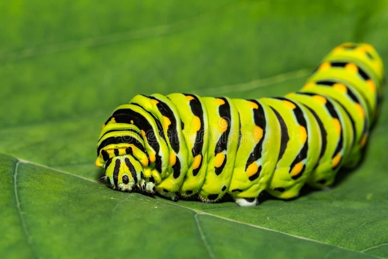 Eastern Black Swallowtail Caterpillar Stock Photo Image Of Gardening 
