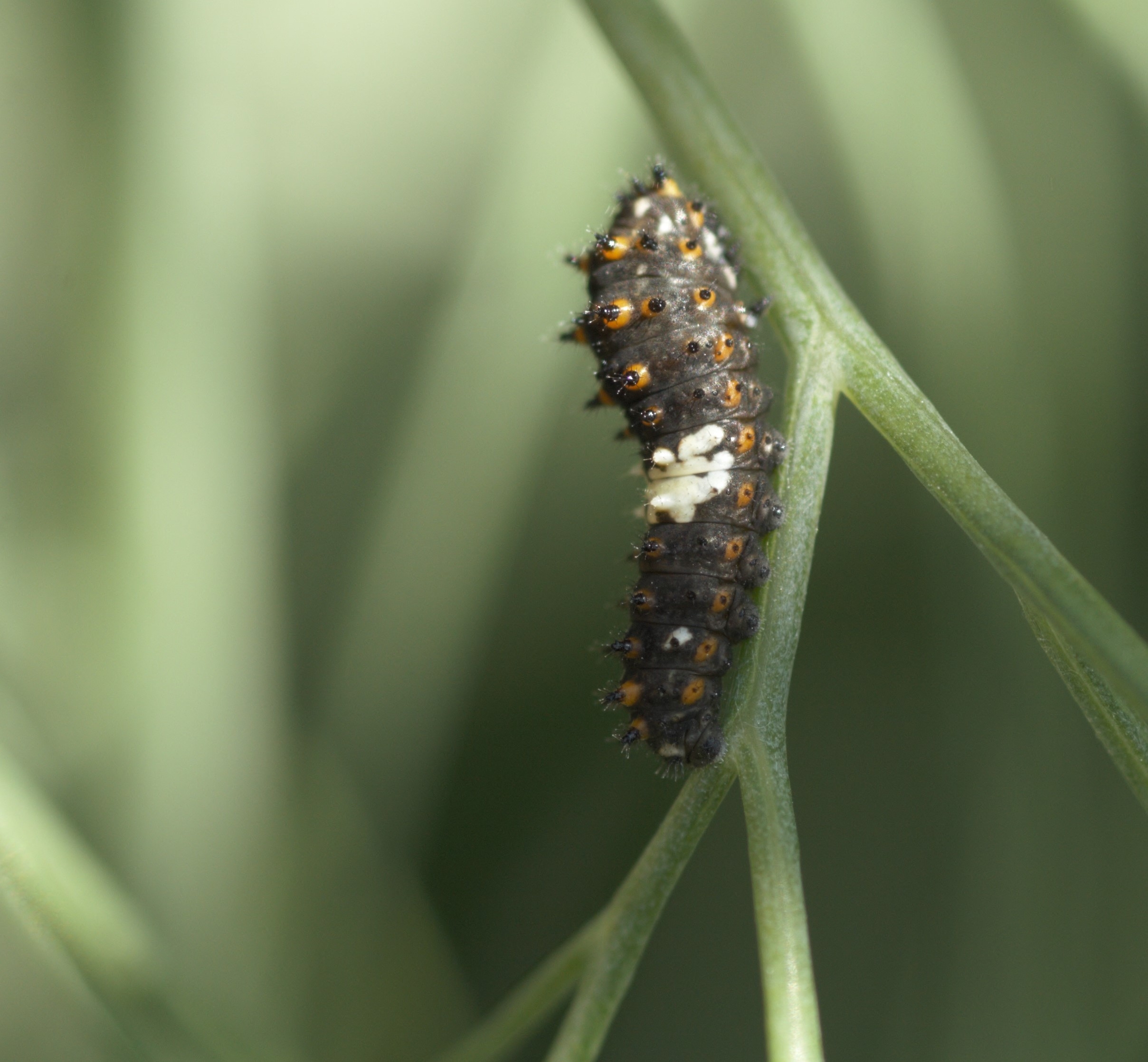 Eastern black swallowtail larvae on dill mby 3 2 1 Discover Nature