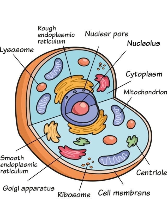 animal cell drawing with color animal cell drawing with color