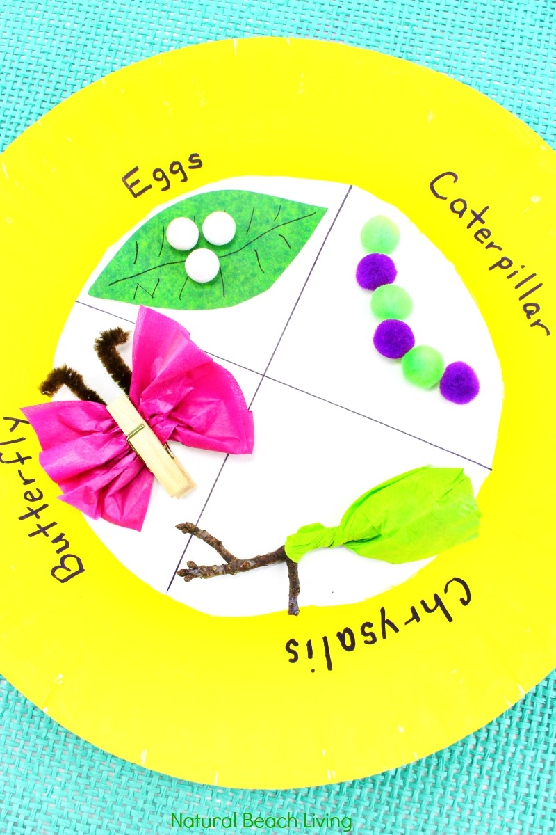 Easy Butterfly Life Cycle Craft Kids Love Paper Plate Craft Natural Easy Butterfly Life Cycle Craft Kids Love Paper Plate Craft Natural