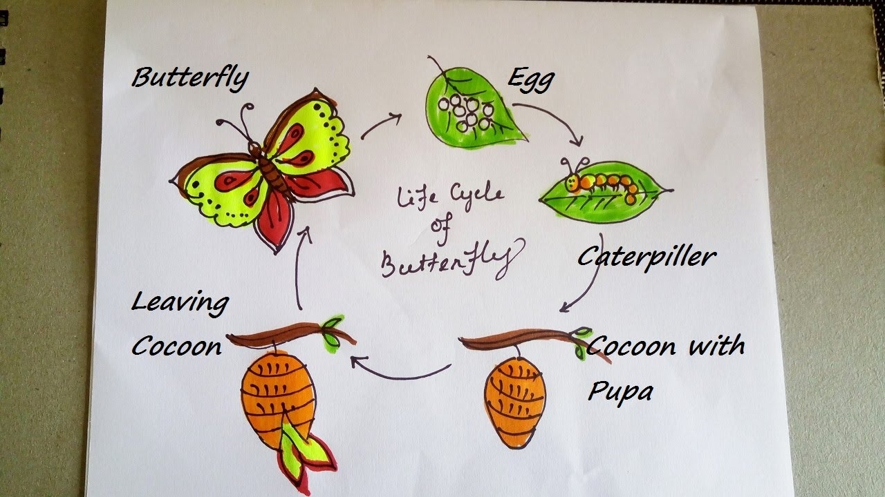 Easy Drawing Of Life Cycle Of Butterfly Butterflylinedrawing Images Easy Drawing Of Life Cycle Of Butterfly Butterflylinedrawing Images