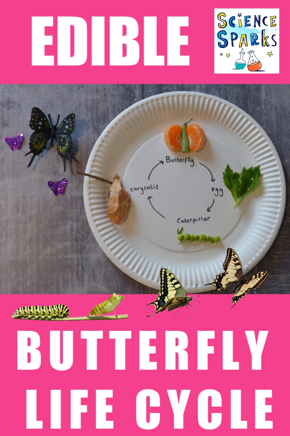 Edible Butterfly Life Cycle Edible Butterfly Life Cycle