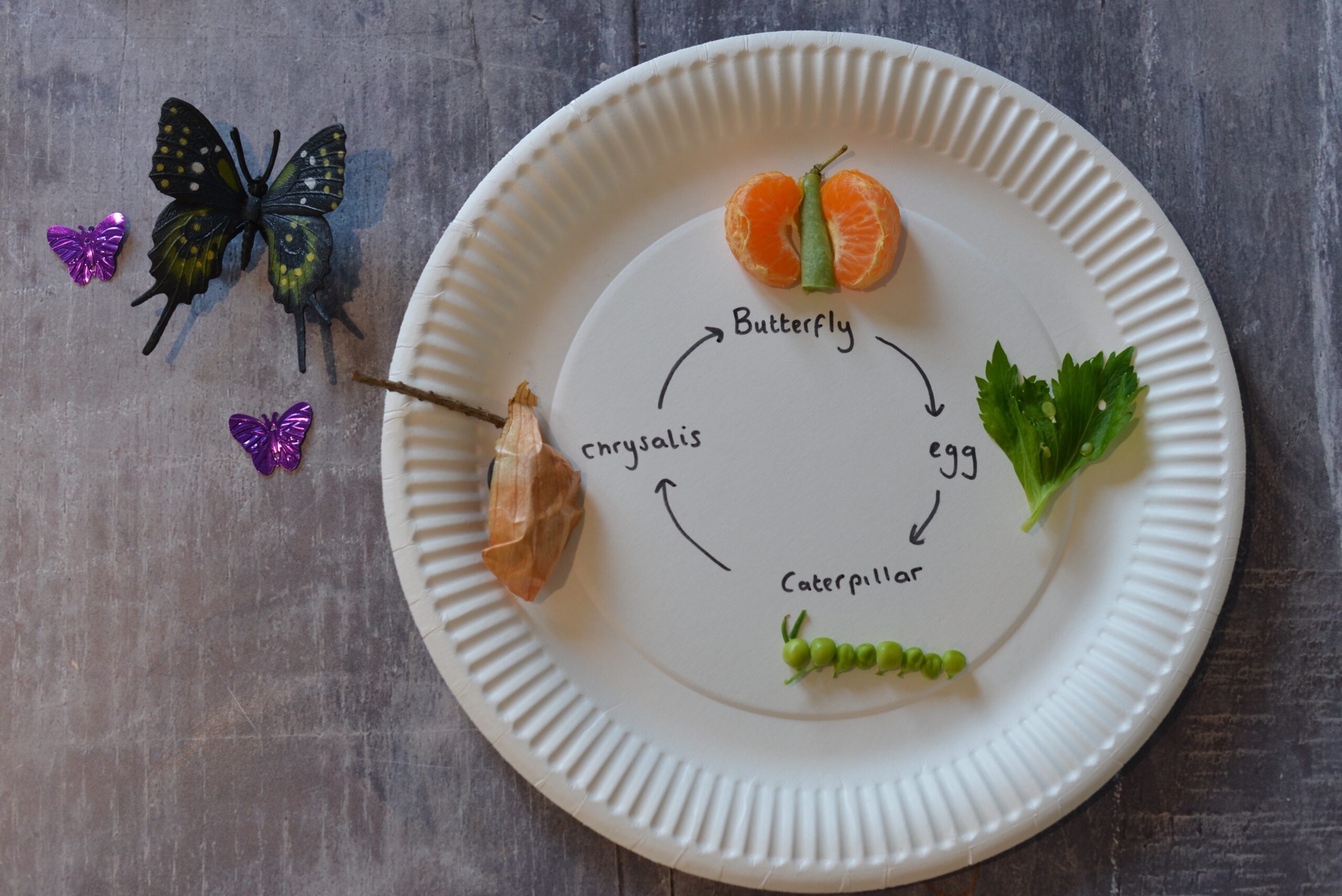 Edible Butterfly Life Cycle Life Cycles Science Sparks Edible Butterfly Life Cycle Life Cycles Science Sparks